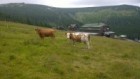 Pastva krav na Brádlerových Boudách.