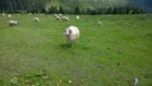 Ovce na Brádlerových Boudách...