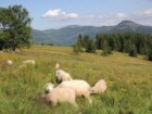 Na Medvědích a Brádlerových Boudách má téměř sto ovcí pan Blažek.