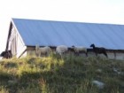 Černá ovce rodiny na Medvědích Boudách.