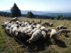 Srpnová pastva na Lahrových boudách. Ovce patří manželům Malinským, kteří mají na horských loukách 470 ovcí.