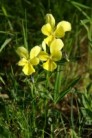 Violka žlutá sudetská, je endemitním druhem Sudet. Je náchylná ke křížení s pěstovanými maceškami, což není žádoucí.