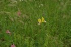 V Bílých Karpatech roste mimo jiné i Iris variegata