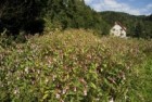 Netýkavka žlaznatá. Domovina této rostliny je v Himalájích. Šíří se  nejčastěji podél toků řek.