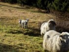 Pastva ovcí na Dvoračkách, pozdní pastva otav.