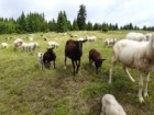 Ovce na Medvědích Boudách, časná pastva.