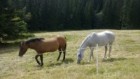 Pasture of horses.