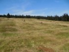 First raking of hay.