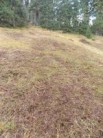 Cutting of bilberry.