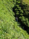 Cutting Alpine sorrel.