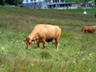 Cow on Erlebachova Bouda meadow.